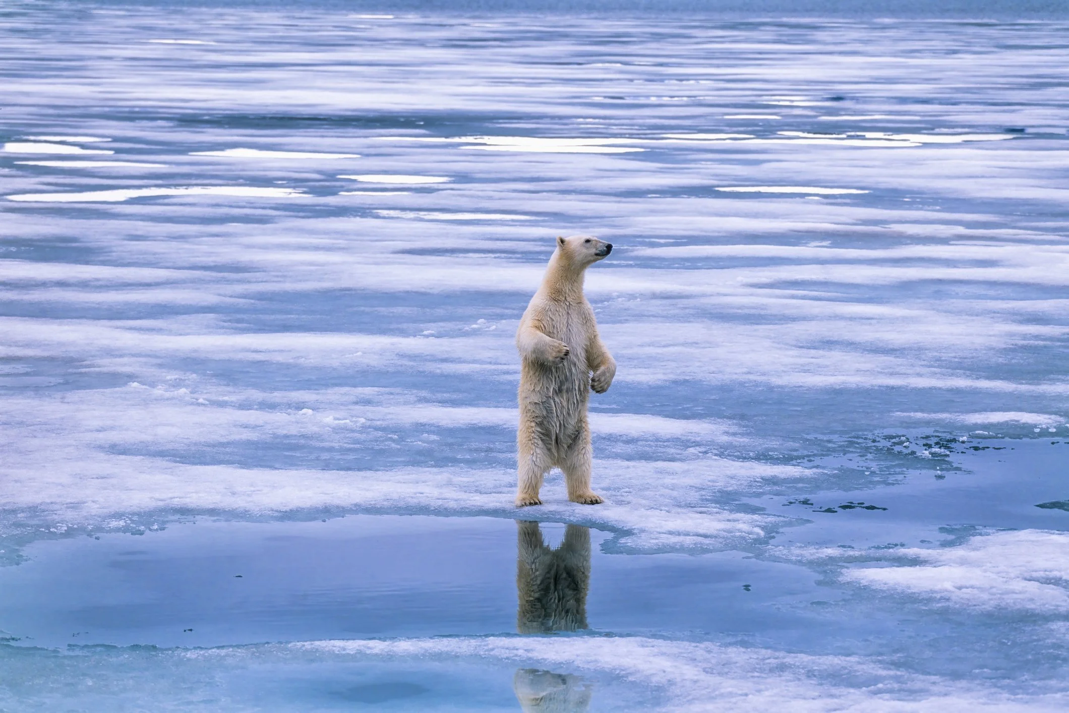 Colder than a polar bear’s toenails: The chilling effect of waivers.